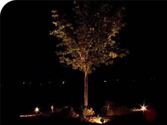 подсветка деревьев