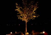 Подсветка лиственного дерева