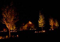 подсветка деревьев
